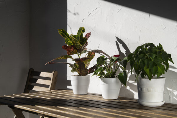 Grüne Pflanzen auf Holztisch
